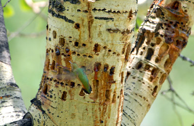 Rufous Hummingbird at Sap Wells