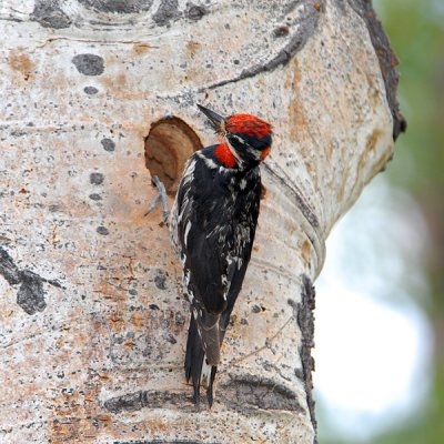 Red-Naped Sapsucker