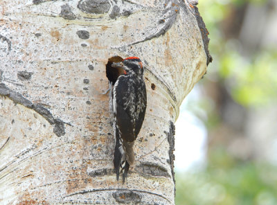 Red-Naped Sapsucker