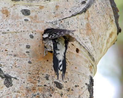 Red-Naped Sapsucker