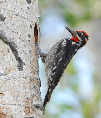 Red-Naped Sapsucker