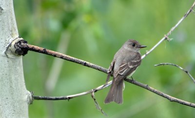 Flycatcher
