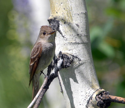 Western Wood Peewee