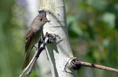 Flycatcher