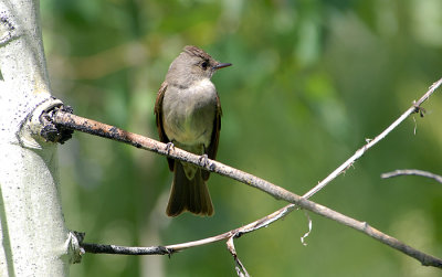 Flycatcher