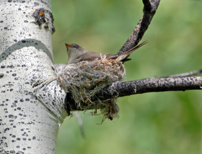 Flycatcher
