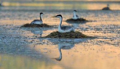 Western Grebe Nests
