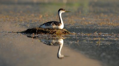 Western Grebe