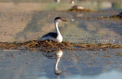 Western Grebe