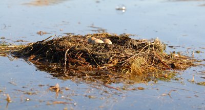 Grebe Nest