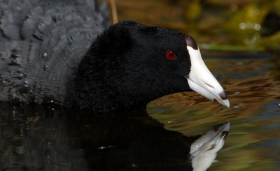 Angry Coot