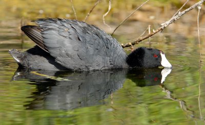 Coot Guarding Nest