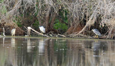 Black-crowned Night Herons