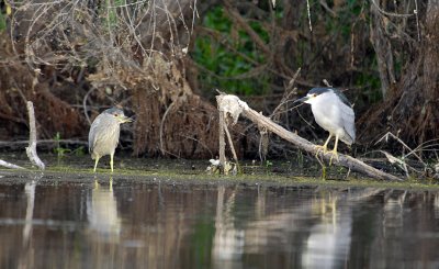 Black-crowned Night Herons