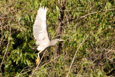 Black-crowned Night Heron
