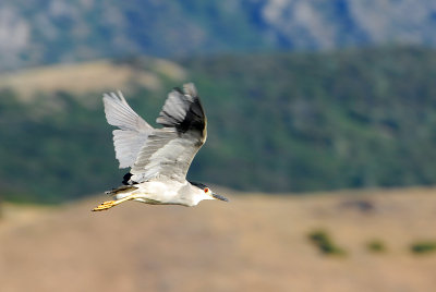 Black-crowned Night Heron