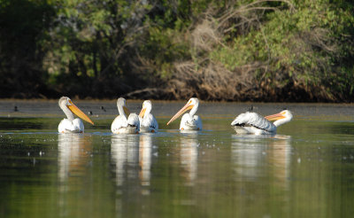 Pelicans