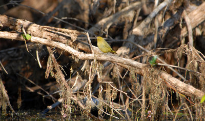 Orange Crowned Warbler