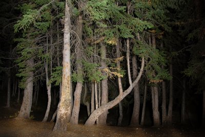 Night Shot