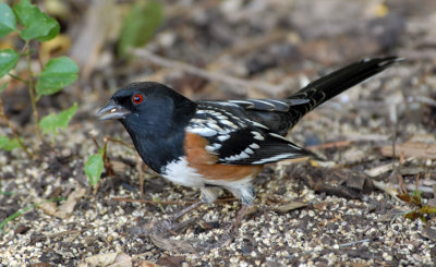 Spotted Towhee