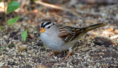 White-Crowned Sparrow