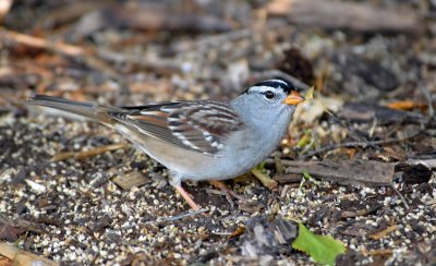 White-Crowned Sparrow