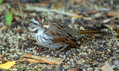 Song Sparrow