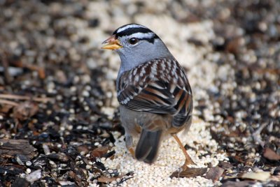 White-Crowned Sparrow