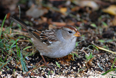 Juvenile White-Crowned