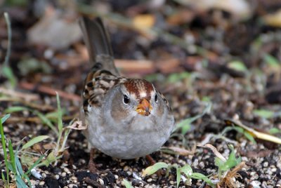 Juvenile White-Crowned