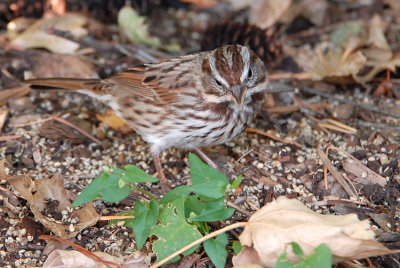 Song Sparrow