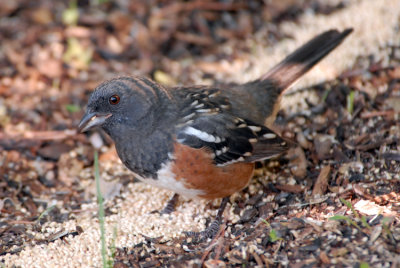 Spotted Towhee