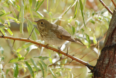 Hermit Thrush