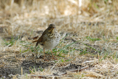 Hermit Thrush