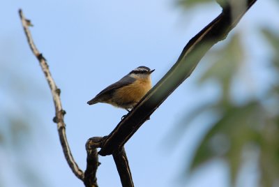 Red-Breasted Nuthatch