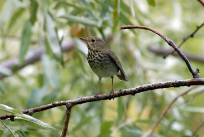 Hermit Thrush