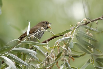 Hermit Thrush