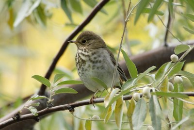Hermit Thrush