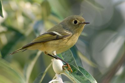 Ruby-crowned Kinglet