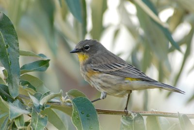 Yellow-rumped Warbler