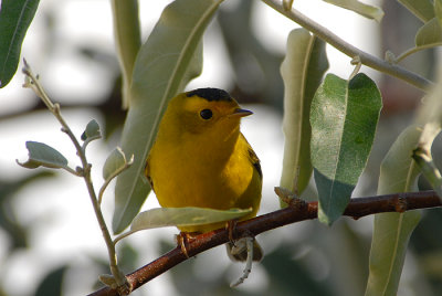 Wilson's Warbler