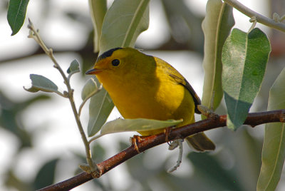 Wilson's Warbler