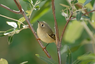 Ruby-crowned Kinglet