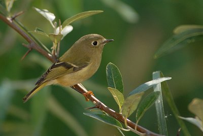 Ruby-crowned Kinglet