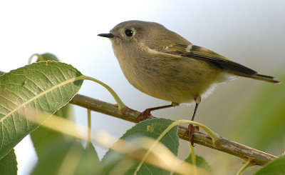 Ruby-crowned Kinglet