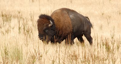 Bison