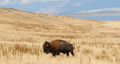 Bison