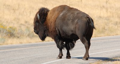 Road Block