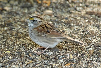 White-Throated Sparrow