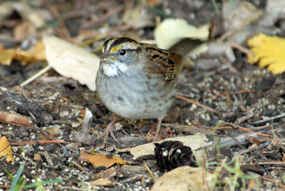 White-Throated Sparrow